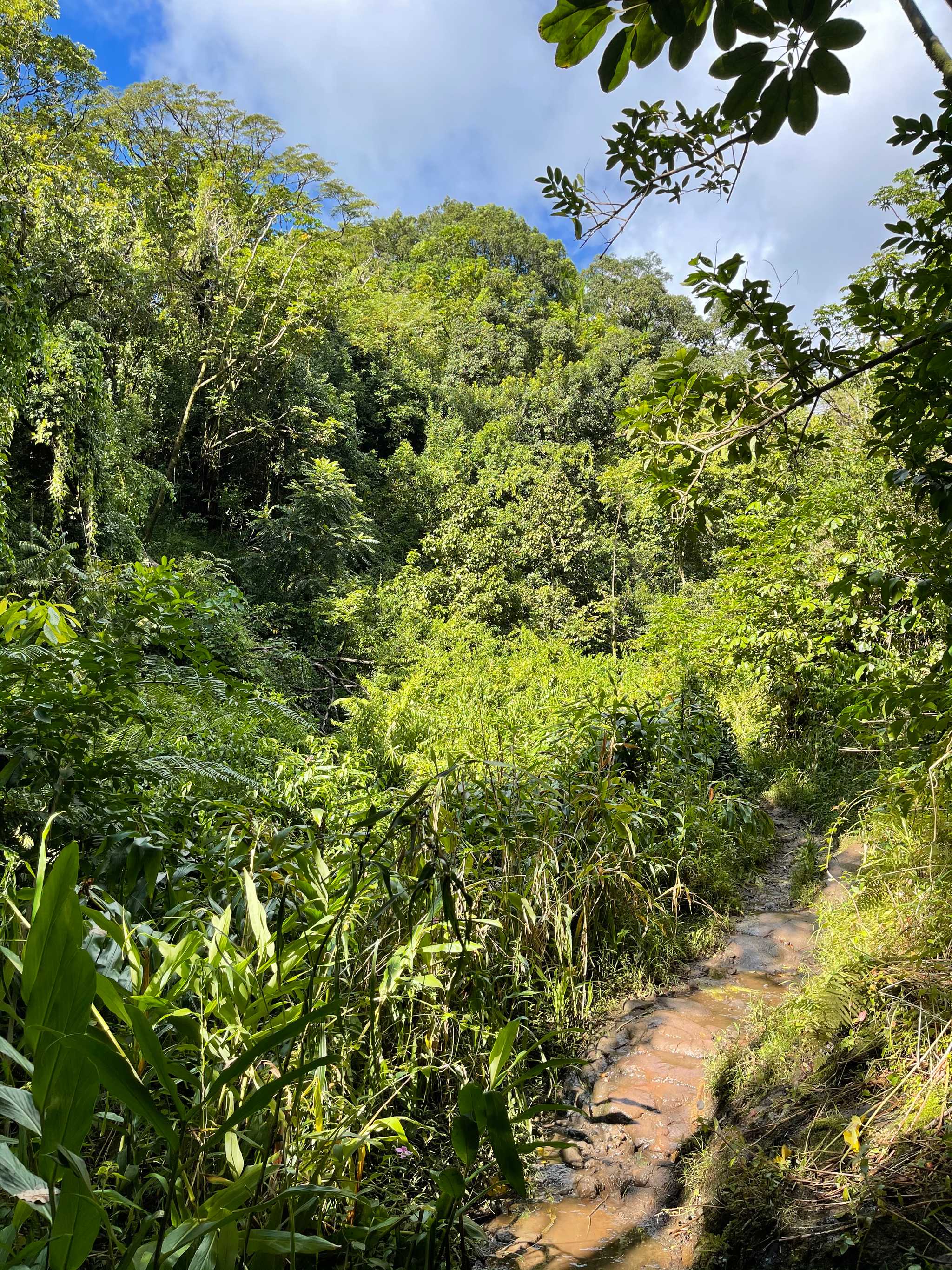 Moleka Trail