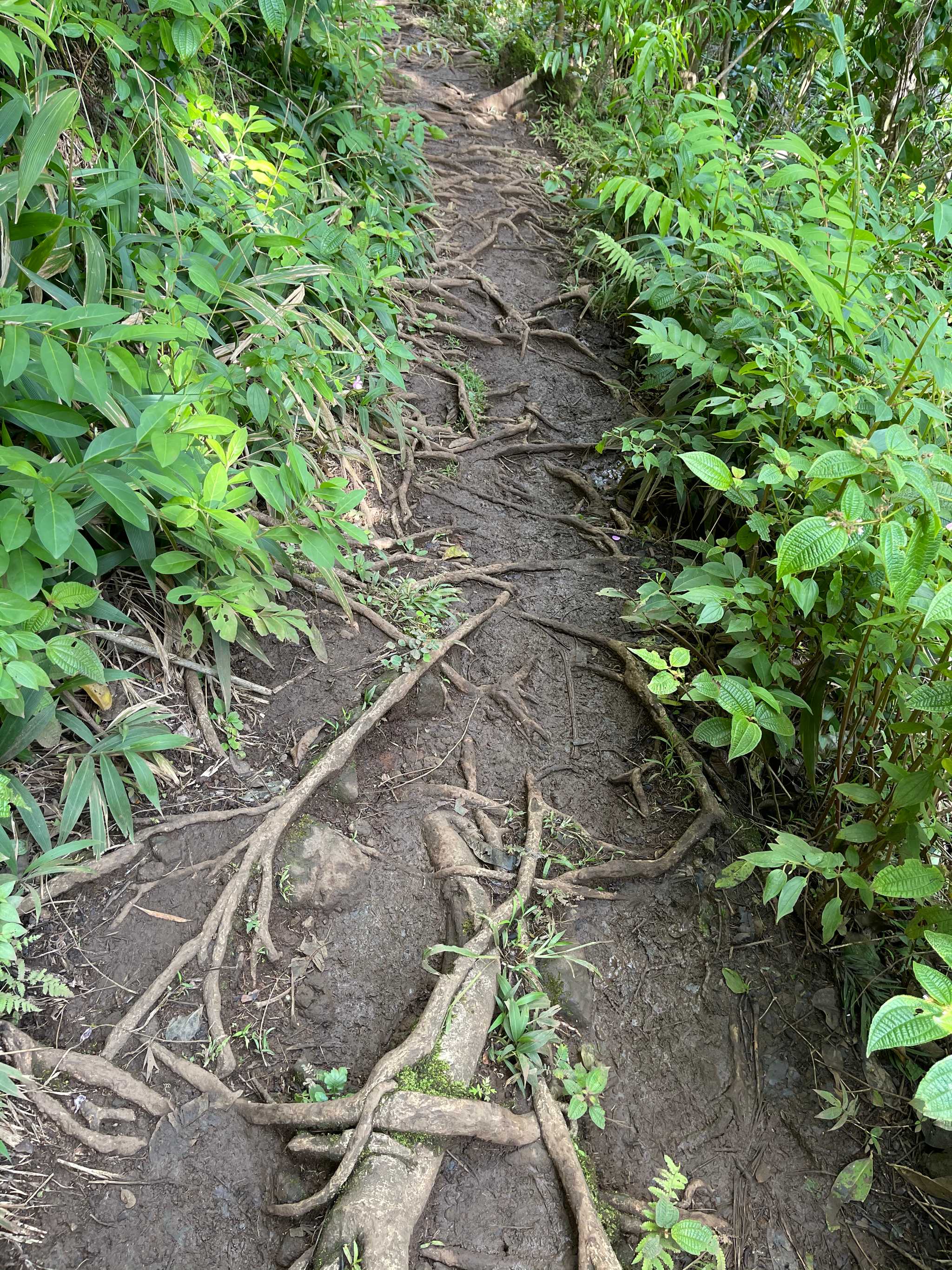 Moleka Trail